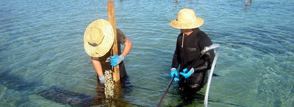 working at oyster lase in Coffin Bay