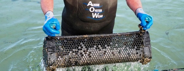 oyster worker